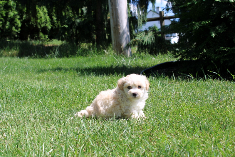 puppy, for, sale, Malsipoo, Matthew B. Stoltzfus, dog, breeder, Gap, PA, dog-breeder, puppy-for-sale, forsale, nearby, find, puppyfind, locator, puppylocator, aca